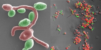 Grafische weergave Candida