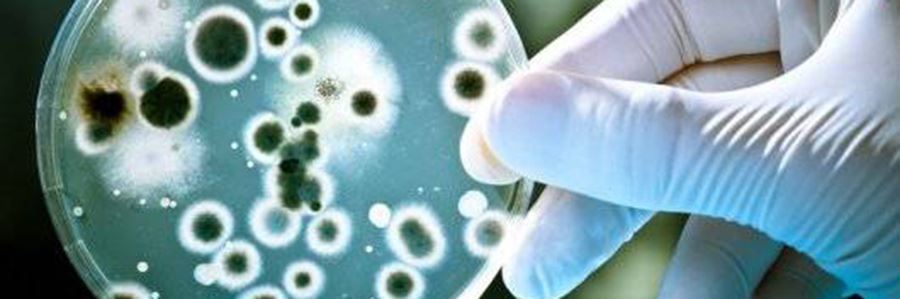 Penicillin | Geschichte von Antibiotioka