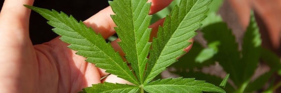 CBD ÖL ein Wundermittel? Kann CBD bei Erkrankungen helfen?