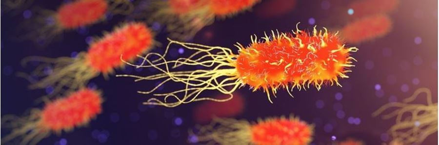 Antibiotika können eine nachteilige Wirkung auf das Immunsystem haben