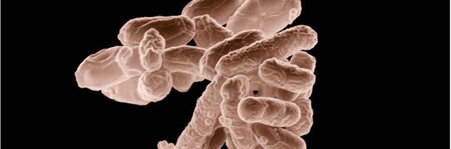 E. coli - Blasenentzündung und Antibiotika
