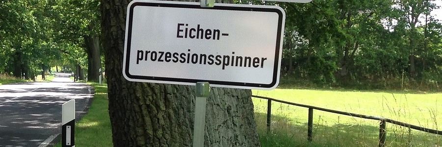 Corona kann die Bekämpfung des Eichen-Prozessionsspinners behindern