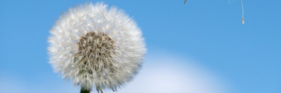 Wie wirken Medikamente gegen Heuschnupfen?